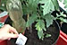 Plant and label
