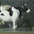 Milky the Marvellous Cow