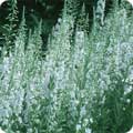 Epilobium angustifolium var. album