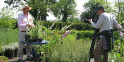 digitalis_250x125.jpg