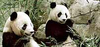 Panda bears