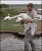 Swanherd at work