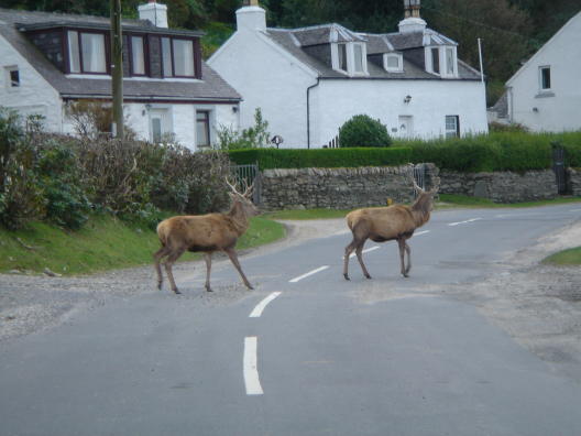 Deer4