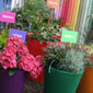 Jim's garden centre