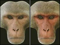 Macaco rhesus