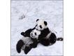 Pandas (Foto: Steve Bloom)