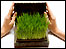 Chives