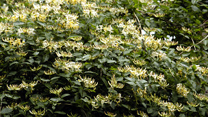 A bush