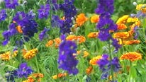 cutting garden