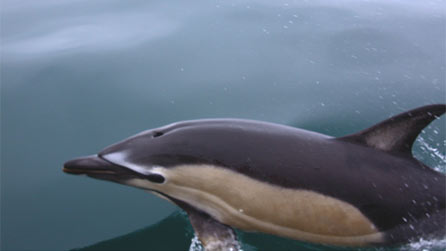 dolphin2.jpg