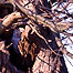 Owl in tree (Image c/o Holkham Estate)