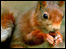 Red Squirrel, Formby by Brian McKay