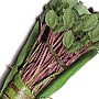 Khat