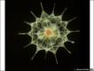 Foto: Linda Amaral Zettler/MBL (micro*scope)