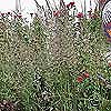 Calamagrostis 'Overdam'