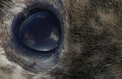 Eye 5