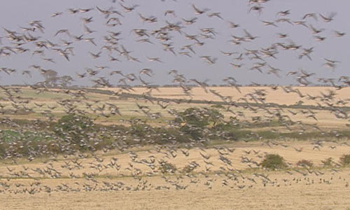 pink-footed-geese.jpg