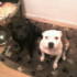 Black & white pups