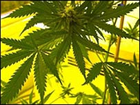 Maconha