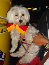 World Cup Dog