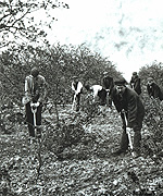 Farm workers