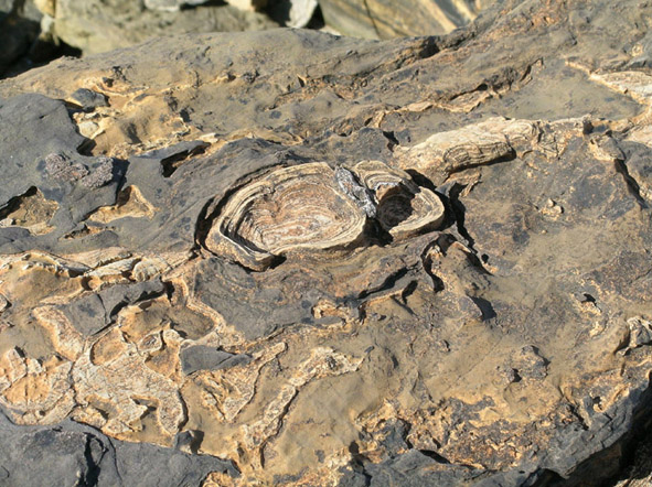 Stramatalites