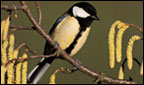 The Great tit.