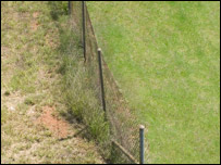 grass
