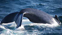 Whale tail