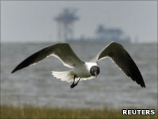 bird flying