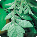 Whitefly