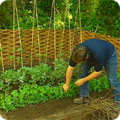 Climbing peas