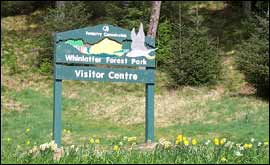 Whinlatter 