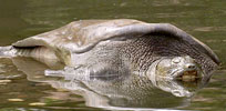 Swinhoe's turtle