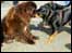 Dogs
