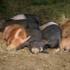 Pigs - Addy Osborne