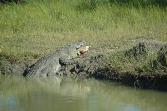 croc