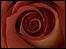 Red rose