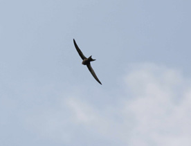 swift.jpg