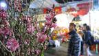 香港维多利亚公园年宵花市上的桃花（4/2/2013）