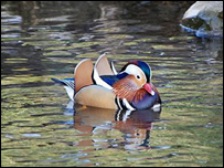 Buxton duck
