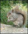Squirrel at the well