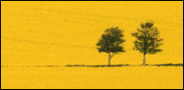 Rape seed