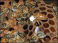 The queen bee is marked with white paint