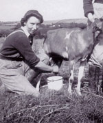 milking a cow