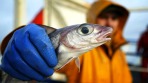 Marine Stewardship Marine Stewardship