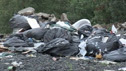 Environment