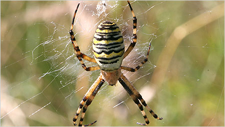 Wasp spider c/o Margaret Holland