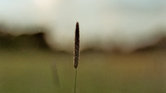 Field