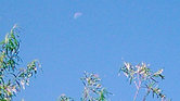 Daylight Moon...